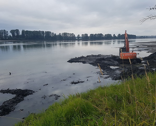 Milestone Environmental Contracting Inc. Featured Project Seyem’Qwantlen Construction Ltd./Milestone Environmental Contracting Inc. Joint Venture Former Fraser Cedar Mill Site Remediation and Restoration